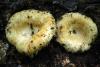 lactarius-aquizonatus_03_t1.jpg