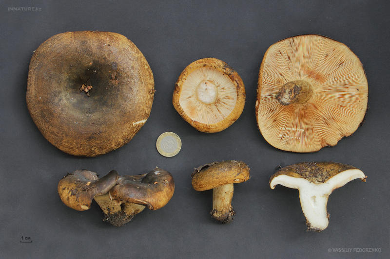 lactarius-necator.jpg