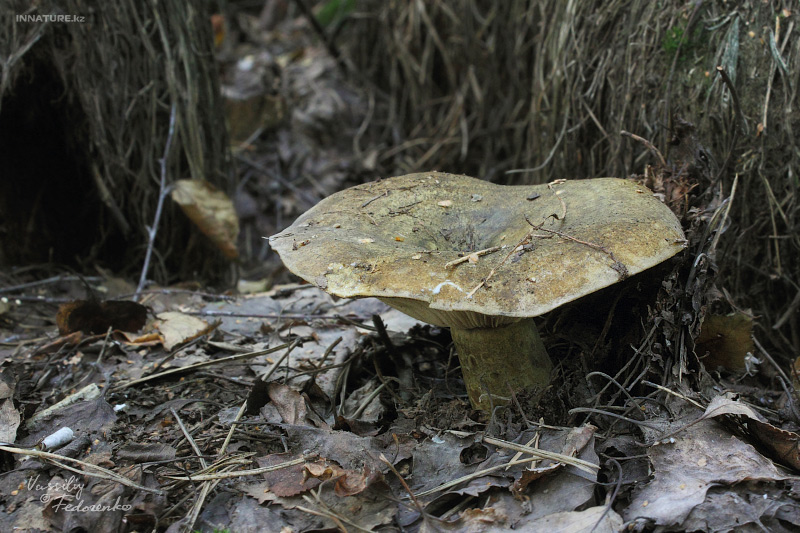lactarius-necator_01.jpg