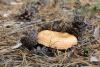 lactarius-pinocola_01_t1_1.jpg