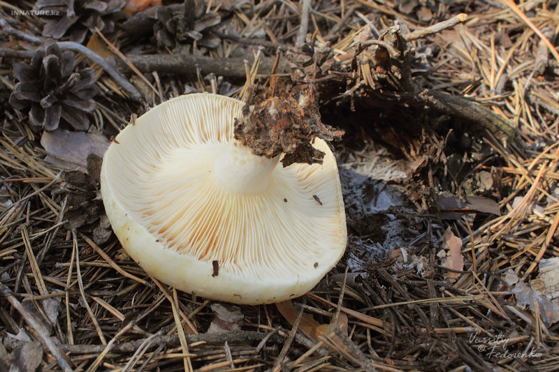 lactarius-resimus_02.jpg