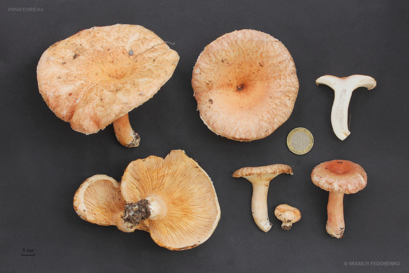 lactarius-tormmosus.jpg