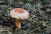 lactarius-tormmosus_01_t1.jpg