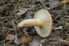 lactarius-tormmosus_02_t1.jpg
