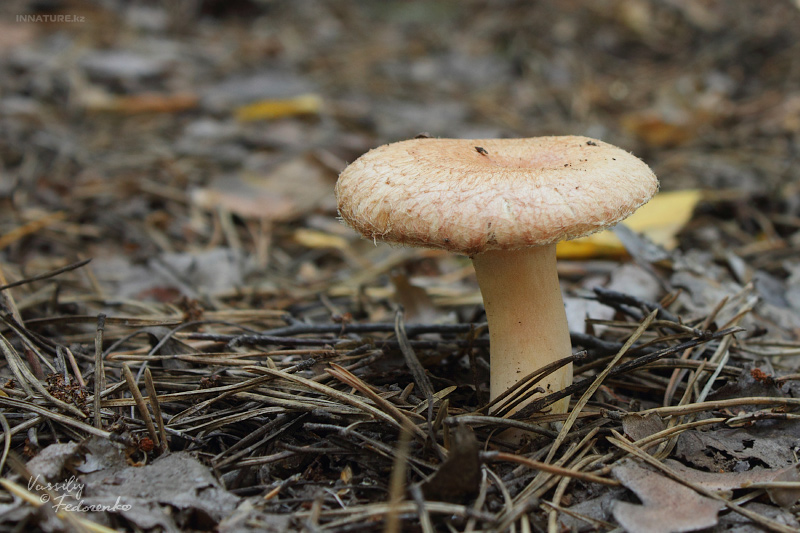 lactarius-tormmosus_03.jpg
