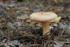 lactarius-tormmosus_03_t1.jpg