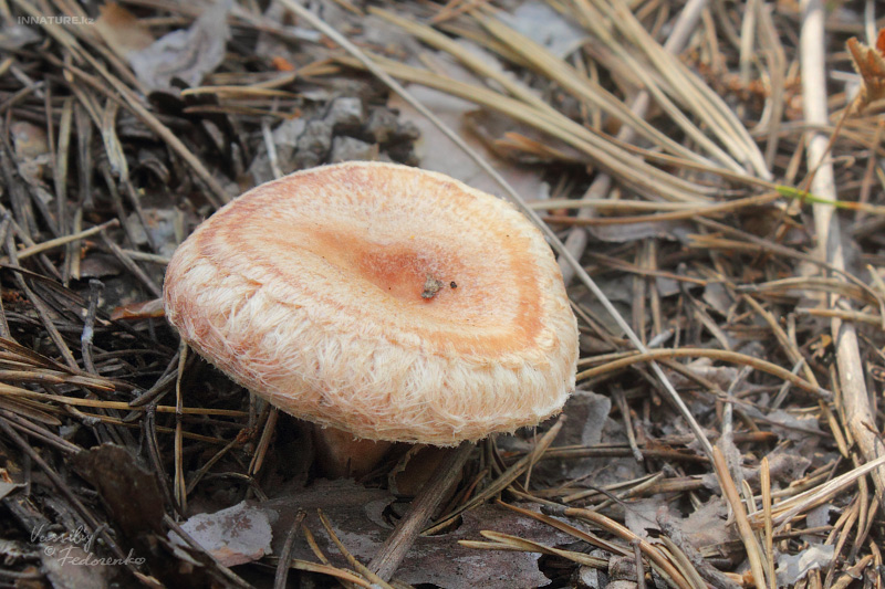 lactarius-tormmosus_04.jpg