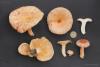 lactarius-tormmosus_t1.jpg