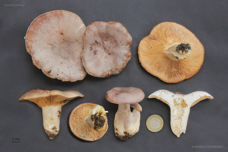 lactarius-trivialis.jpg
