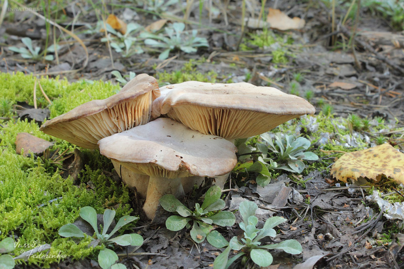 lactarius-trivialis_01.jpg