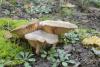 lactarius-trivialis_01_t1.jpg