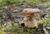 lactarius-trivialis_02_t1.jpg