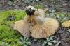 lactarius-trivialis_03_t1.jpg