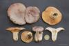 lactarius-trivialis_t1.jpg
