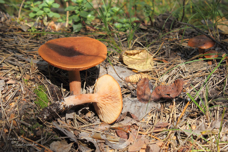lactarius_2_02.jpg