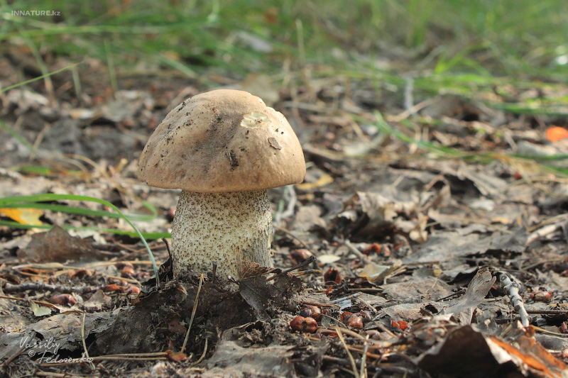 leccinum_01.jpg