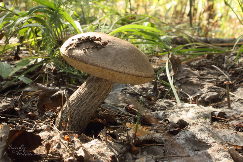 leccinum_02.jpg