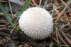lycoperdon-curtisii_01_t1.jpg