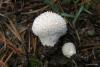 lycoperdon-curtisii_02_t1.jpg