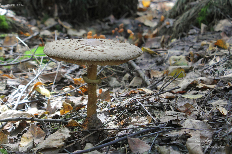 macrolepiota_01.jpg