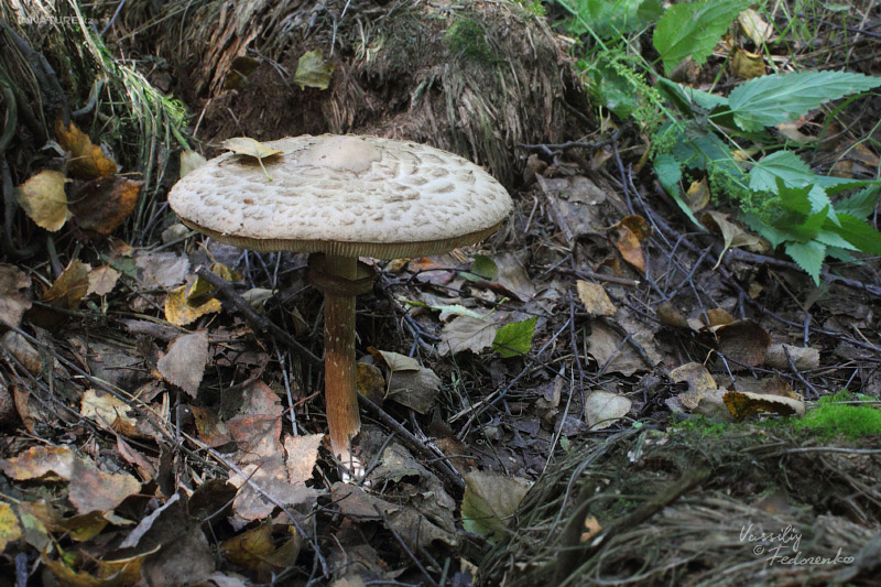 macrolepiota_02.jpg