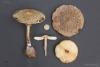 macrolepiota_t1.jpg