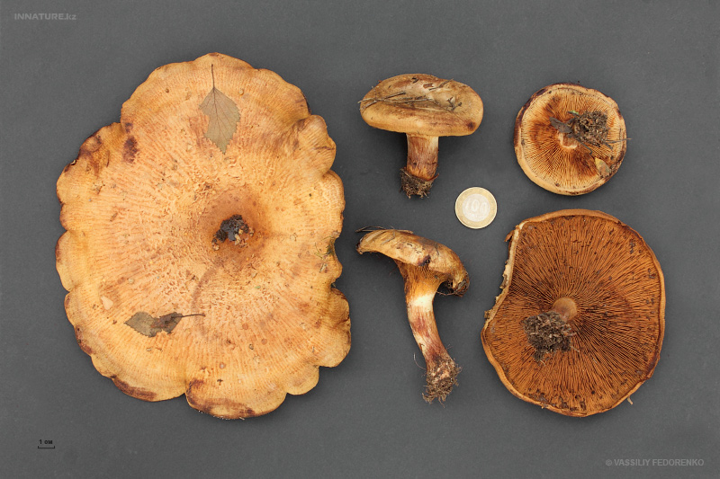 paxillus-involutus.jpg