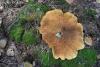 paxillus-involutus_02_t1.jpg