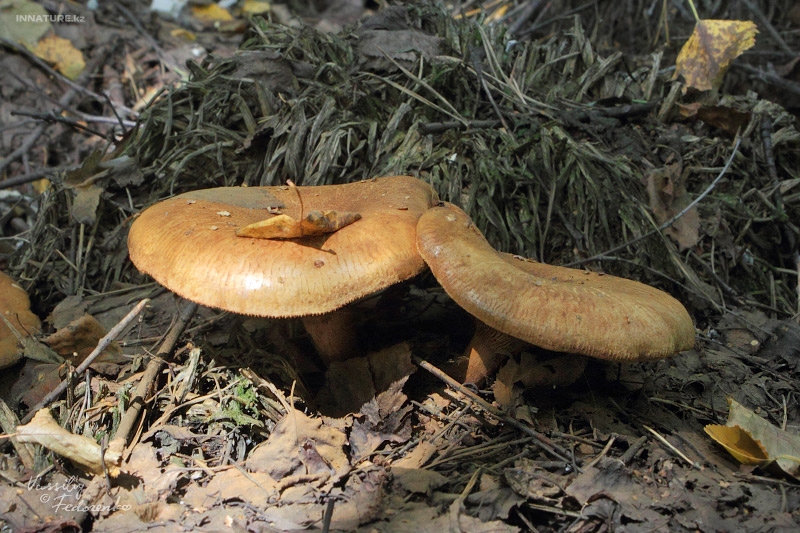 paxillus-involutus_03.jpg