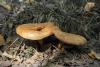paxillus-involutus_03_t1.jpg