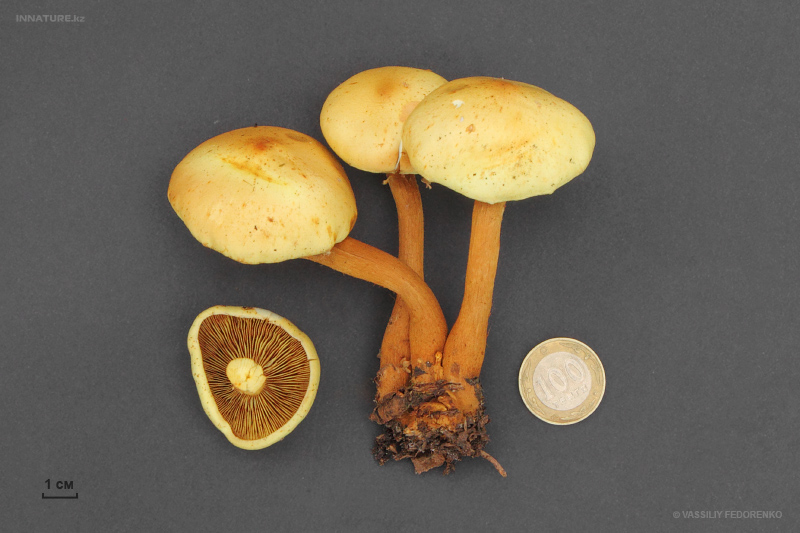pholiota.jpg