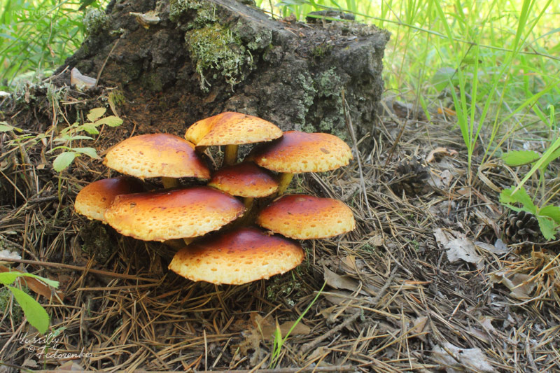 pholiota_02.jpg