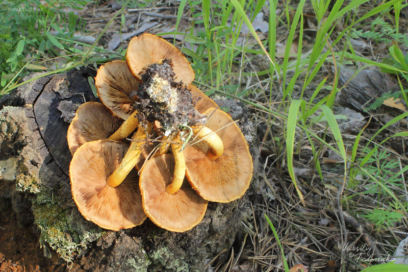 pholiota_02_2.jpg