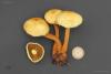 pholiota_t1.jpg
