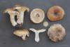 russula-adusta_t1.jpg
