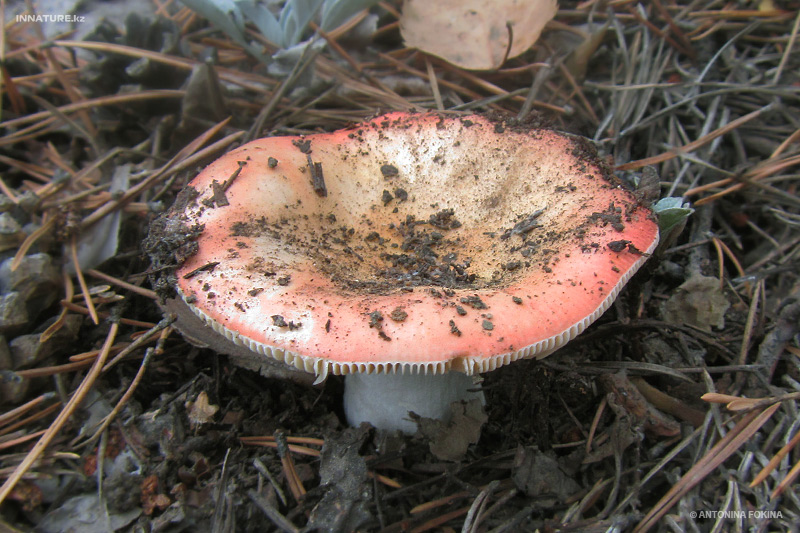 russula-emetica_01.jpg