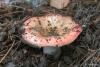 russula-emetica_01_t1.jpg