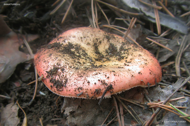 russula-emetica_02.jpg