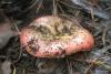 russula-emetica_02_t1.jpg