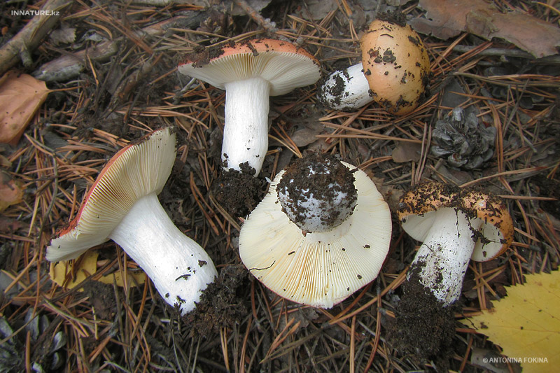 russula-emetica_04.jpg