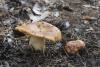 russula-foetens_01_t1.jpg