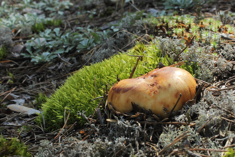 russula-foetens_02.jpg