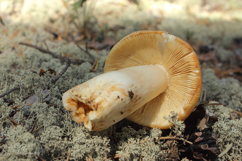 russula-foetens_04.jpg