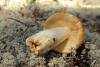 russula-foetens_04_t1.jpg