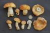 russula-foetens_t1.jpg