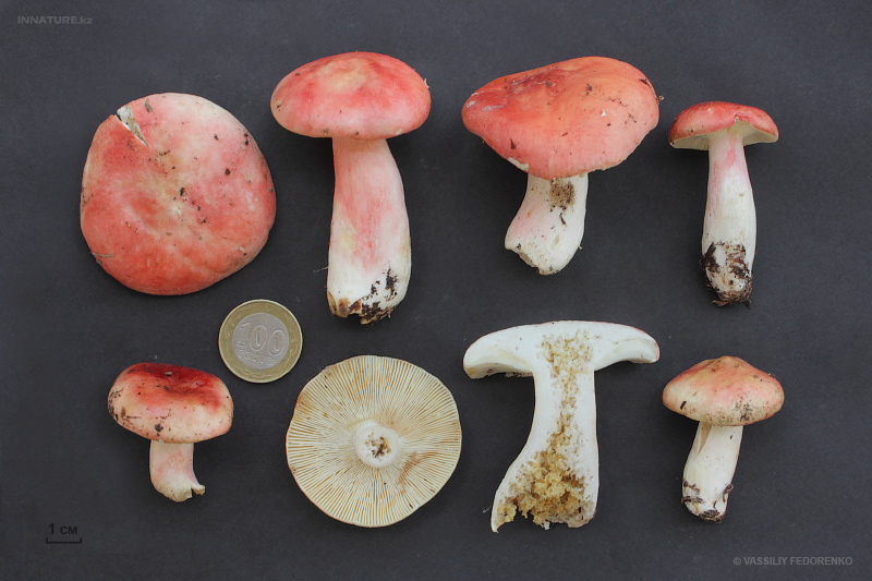russula01.jpg