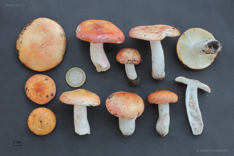 russula02.jpg