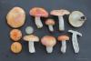 russula02_t1.jpg