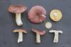 russula03_t1.jpg