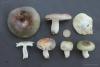 russula04_t1.jpg